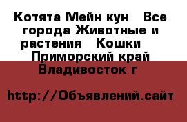 Котята Мейн кун - Все города Животные и растения » Кошки   . Приморский край,Владивосток г.